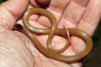 Plains Black-headed Snake