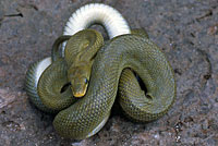 Northern Green Ratsnake