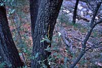 Northern Green Ratsnake habitat