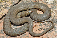 Narrow-headed Gartersnake