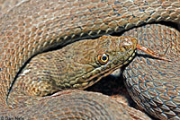 Narrow-headed Gartersnake