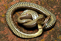 Narrow-headed Gartersnake