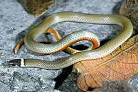 Chihuahuan Black-headed Snake