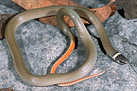 Chihuahuan Black-headed Snake