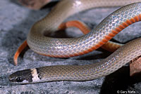 Chihuahuan Black-headed Snake