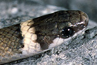 Chihuahuan Black-headed Snake