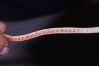 Chihuahuan Black-headed Snake