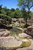 Desert Mud Turtle habitat