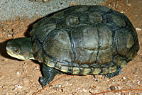 Arizona Mud Turtle