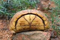 Box Turtle