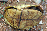 Desert Box Turtle