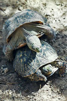Desert Box Turtles