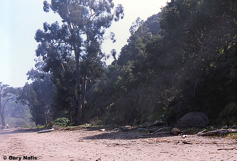 Channel Islands Slender Salamander Habitat