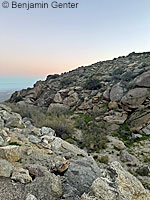 Borrego Slender Salamander