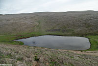 tiger salamander habitat