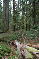 Clouded Salamander habitat