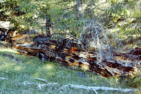 Clouded Salamander habitat