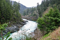 Clouded Salamander Habitat