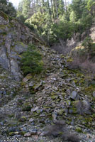 Speckled Black Salamander Habitat