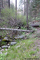 Speckled Black Salamander Habitat 