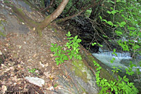 Speckled Black Salamander Habitat 