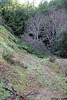 Santa Cruz Black Salamander Habitat