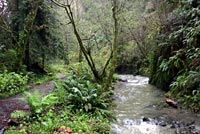 Northwestern Salamander Habitat