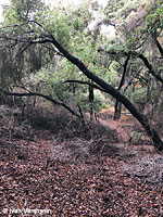 Yellow-eyed Ensatina Habitat