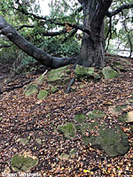 Yellow-eyed Ensatina Habitat