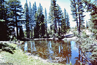 Southern Long-toed Salamander habitat