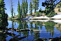 Southern Long-toed Salamander habitat