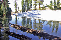 Southern Long-toed Salamander habitat