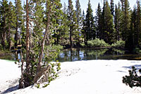 Southern Long-toed Salamander habitat