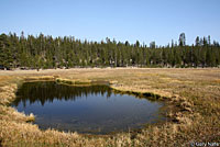 Sierran Treefrog Habitat