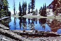 Southern Long-toed Salamander habitat