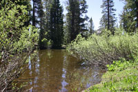 Southern Long-toed Salamander habitat