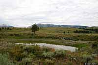 Blotched Tiger Salamander habitat