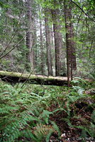 Northwestern Salamander Habitat