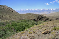 Inyo Mountains Slender Salamander Habitat