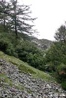 Monterey Ensatina Habitat