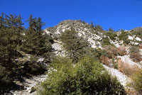 San Gabriel Mountains Slender Salamander Habitat