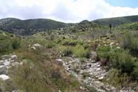 San Gabriel Mountains Slender Salamander Habitat