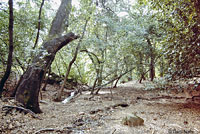 Monterey Ensatina Habitat