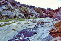 Sequoia Slender Salamander Habitat