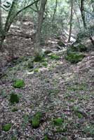 Sequoia Slender Salamander Habitat