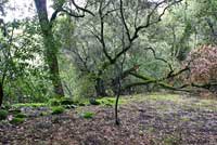 Sequoia Slender Salamander Habitat