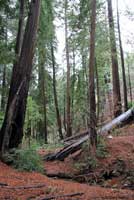 Monterey Ensatina Habitat