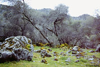 Kings River Slender Salamander Habitat