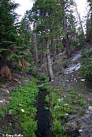 Kern Plateau Slender Salamander Habitat