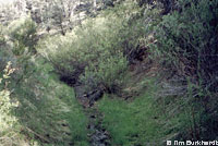 Kern Plateau Slender Salamander Habitat